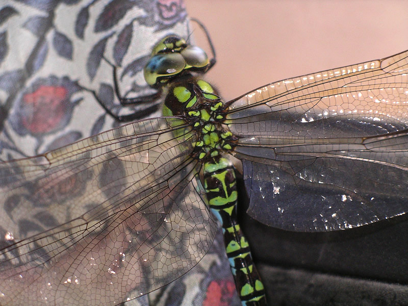 Aeshna cyanea? - S